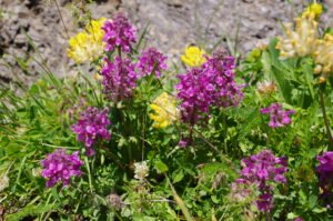 Bachalpsee with alpine wildflowers