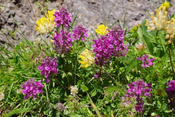 Alpine meadow with wildflowers beside Lake Bachalpsee